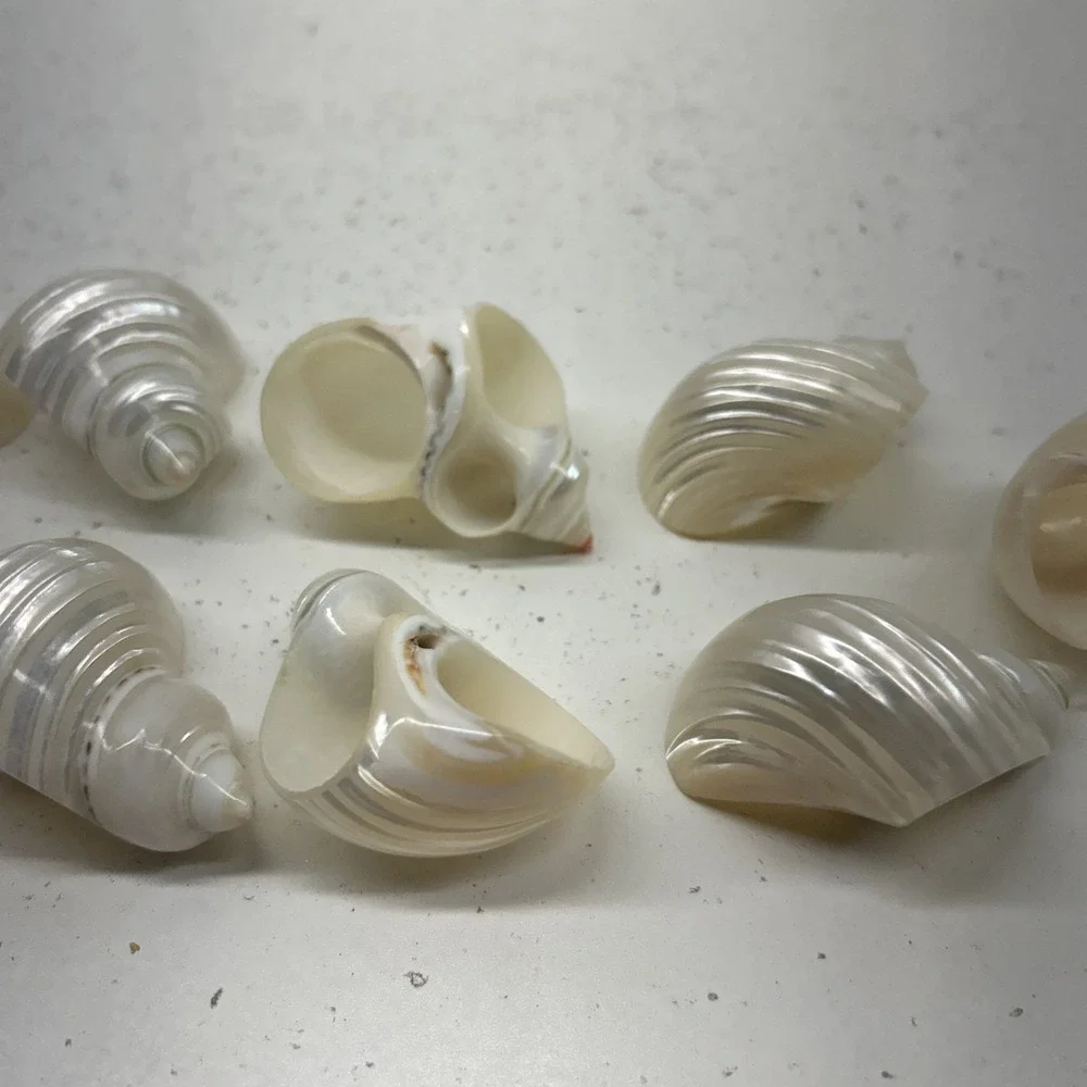 11 Vintage White Seashell Napkin Ring Holders Coastal Beach Wedding Table Decor